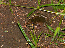 Düz Çim Kurbağası (Ptychadena anchietae) (13760689945) .jpg