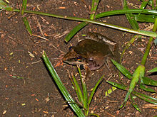 Polos Rumput Katak (Ptychadena anchietae) (13760689945).jpg