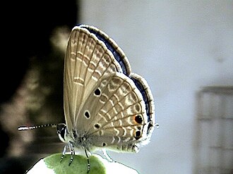 Plains Cupid, Luthrodes pandava Plains cupid.jpg