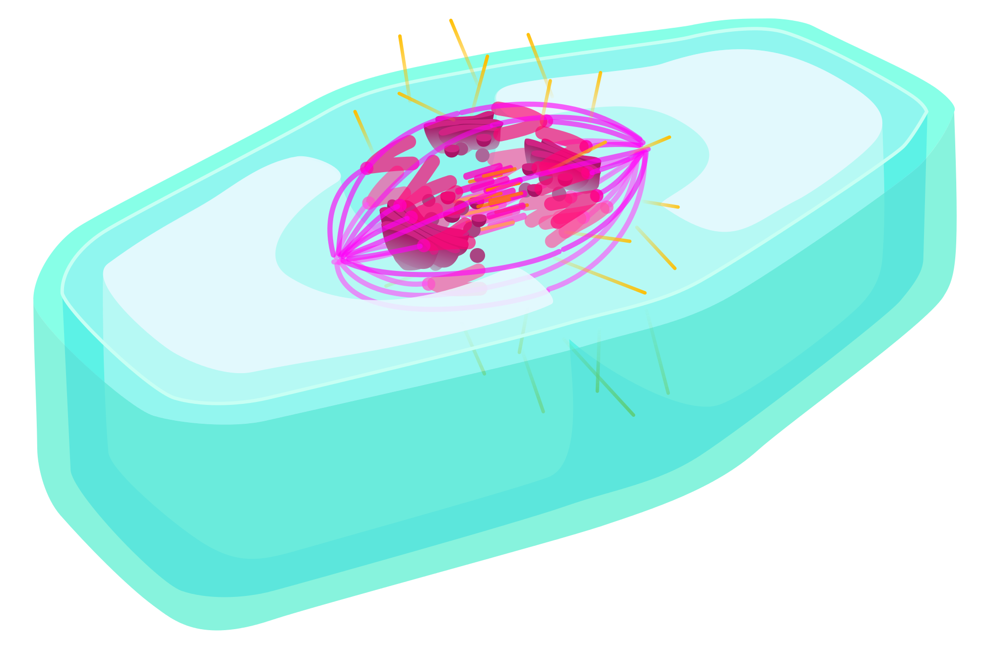 File:Animal cell  - Wikimedia Commons