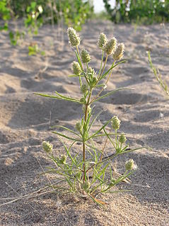 <i>Plantago indica</i> Species of flowering plant in the plantain family Plantaginaceae