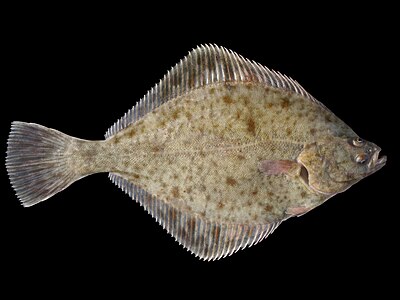 Baltic herring and flounder (depicted). Baltic herring and flounder are up to 20-cm-long bony fish widespread in the Baltic Sea.