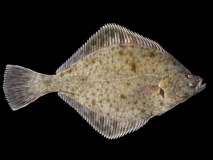 The European flounder (Platichthys flesus) was a saltwater fish introduced to the Aral Sea.