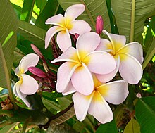 Plumeria (Frangipani).jpg