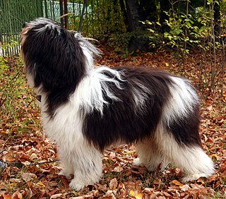 <span class="mw-page-title-main">Polish Lowland Sheepdog</span> Dog breed