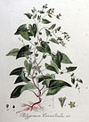 Polygonum convolvulus — Flora Batava — Volume v8.jpg