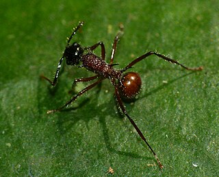 <i>Polyrhachis</i> genus of insects