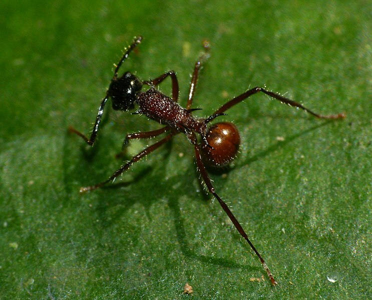 File:PolyrhachisGracilior2.jpg