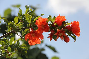 Фото цветов граната. Punica granatum цветет. Гранат обыкновенный цветение. Гранат дерево цветение. Гранатовое дерево в цвету.