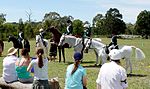 Vorschaubild für Pony Club