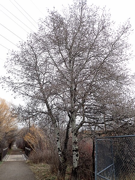 File:Populus tremuloides - quaking aspen - 51997458562.jpg