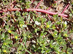 Portulaca oleracea stems.jpg