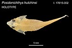 Thumbnail for Posidonia clingfish