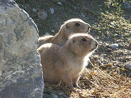 Perrito de las praderas, Zoolino Zürich