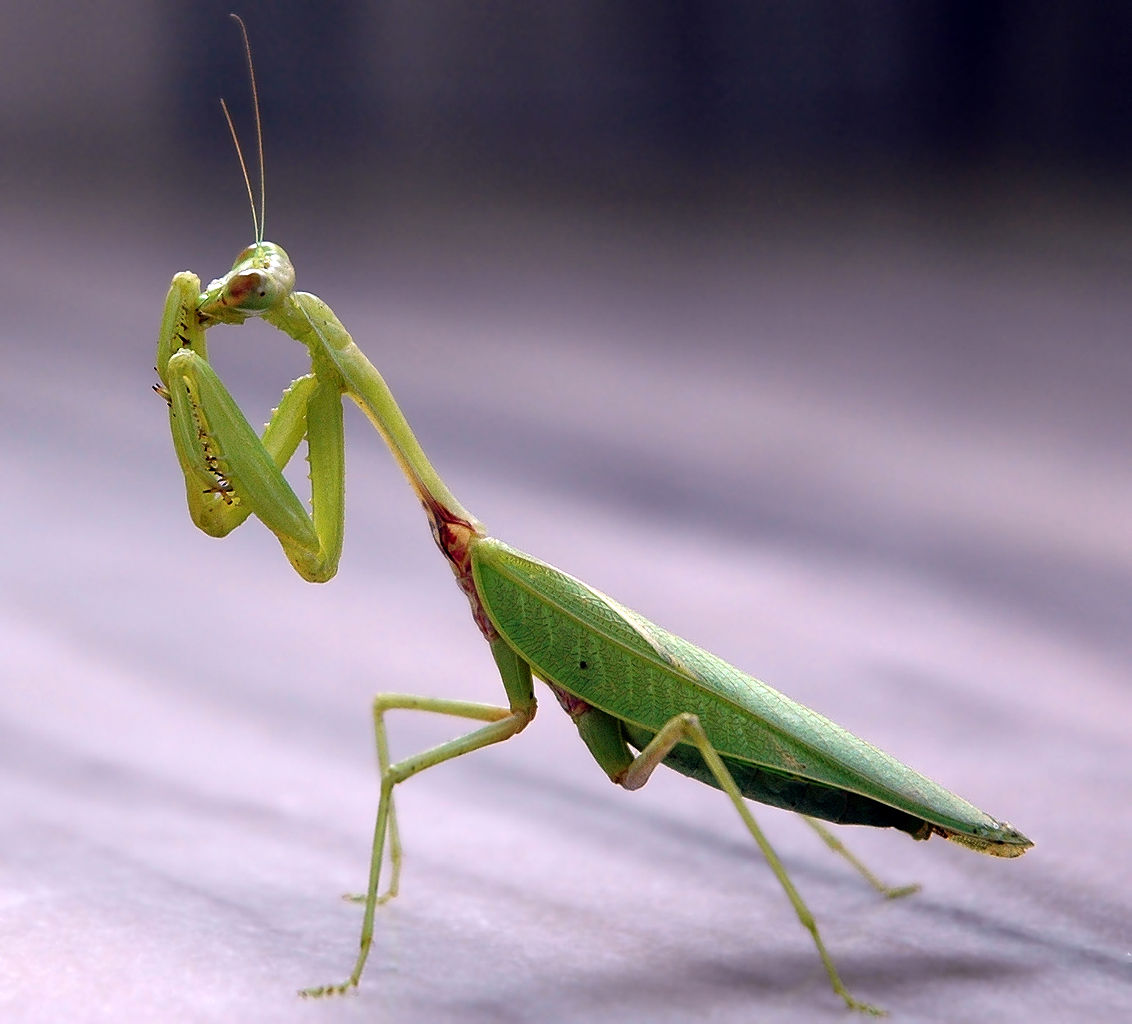 Praying Mantis Bending Core Breakoff and Retention Mechanism