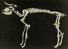 Euceratherium skeleton (missing its ribs) Preptoceras sinclairi.jpg