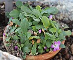 Primula allioniiBotanischer Garten München-Nymphenburg