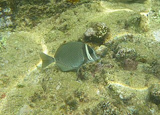 <i>Prionurus biafraensis</i> Species of fish
