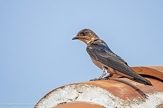 <span class="mw-page-title-main">Grey-breasted martin</span> Species of bird