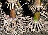 Racines coronaires chez le maïs (Zea mays).