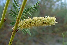 Prosopis glandulosa