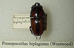 Prosopocoilus biplagiatus sjh.jpg