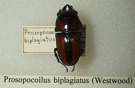 Prosopocoilus_biplagiatus