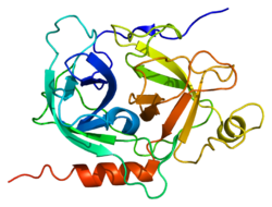 Протеин GZMK PDB 1mza.png