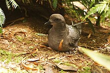 Providence Petrel, a Lord Howe Island seabird listed as Vulnerable under the NSW TSC Act