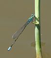 Pseudagrion coeleste 018783-1.jpg