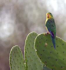 Toui à bandeau jaune (Bolborhynchus aurifrons),