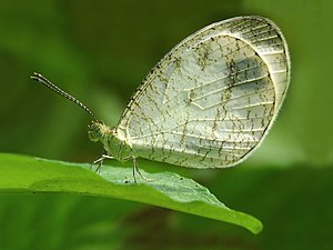 Leptosia nina (Psyche)