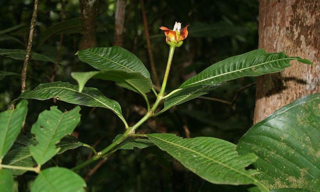 Psychotria