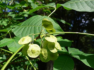 Ptelea trifoliata 20050808 006.jpg