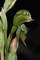 Pterostylis squamata