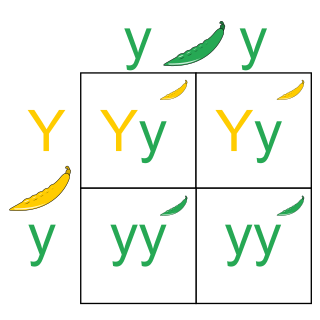 Punnett square diagram used to predict the possible outcomes of a breeding experiment, and their respective likelihoods