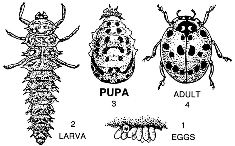 File:Pupa (PSF).png