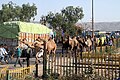Pushkar-Kamele-04-2018-gje.jpg