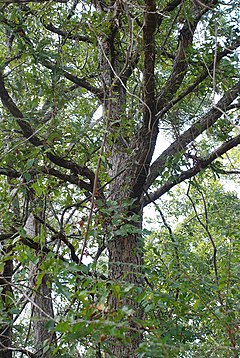Description de l'image Quercus austrina 55493568.jpg.