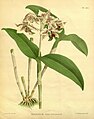 Dendrobium atroviolaceum Plate 444 in: R.Warner - B.S.Williams: The Orchid Album (1882-1897)