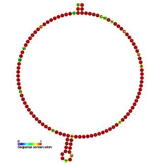 Small nucleolar RNA Z278