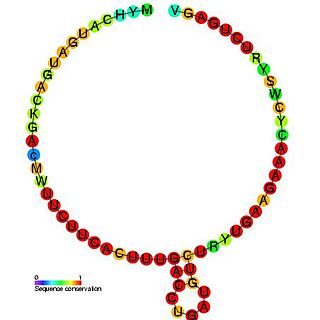 Small nucleolar RNA SNORD37