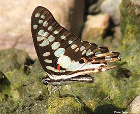 Descrizione dell'immagine RN017 Graphium doson.jpg.