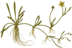 Thumbnail for Ranunculus reptans