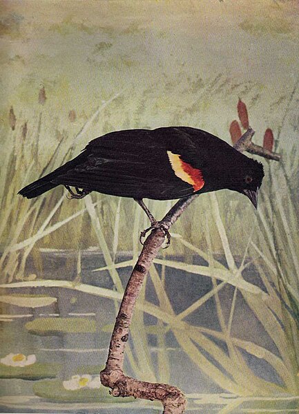 File:Red-Winged Blackbird.jpg