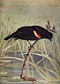 Red-Winged Blackbird picture from a book.