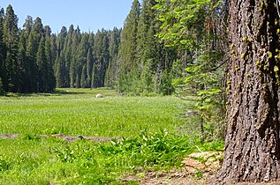 Crescent Meadow in the Giant Forest.