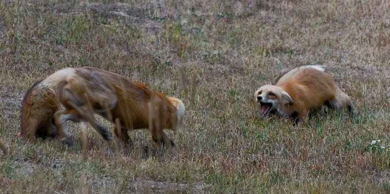 File:Red foxes fighting.jpg