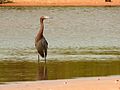 Reddish Egret - Flickr - treegrow (3).jpg