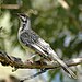 Redwattlebird2.jpg